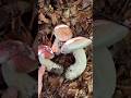 Boletus Edulis & Pinophilus #boletus #funghi #porcini #seta #cogumelo #mushroom #ciuperci #pilze