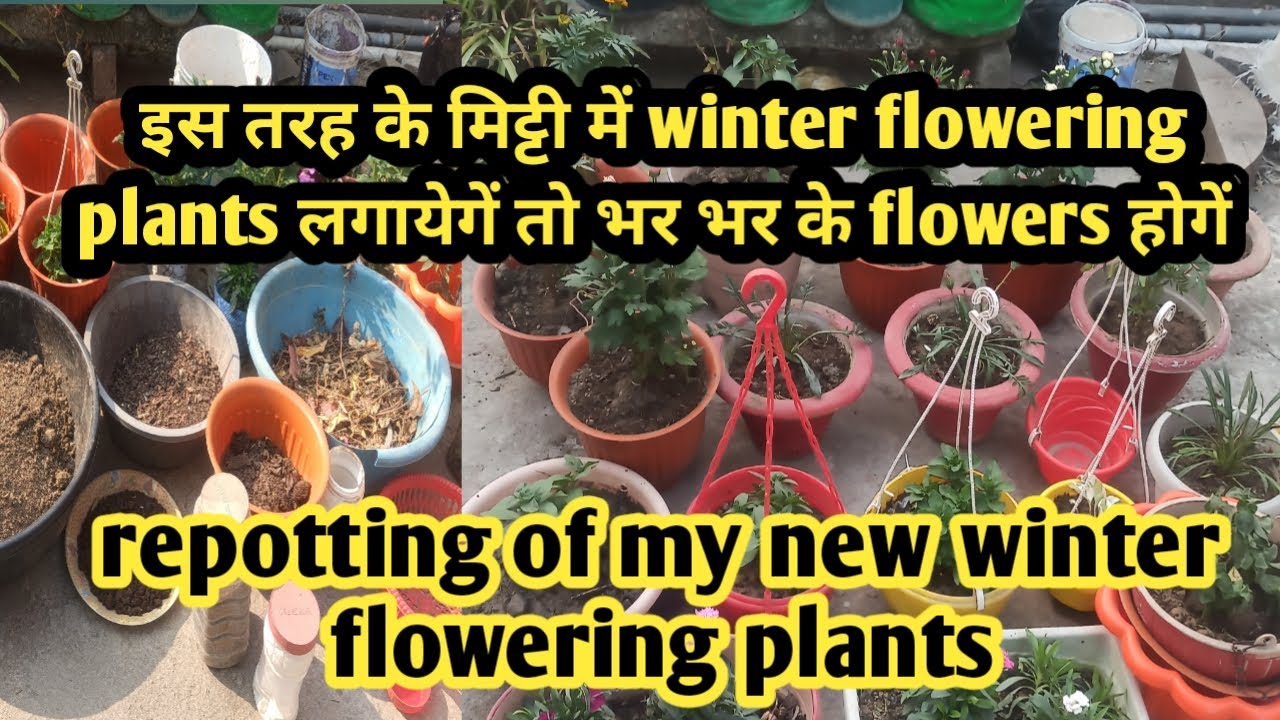 Repotting of my new winter flowering and vegetable plants in proper soil mix