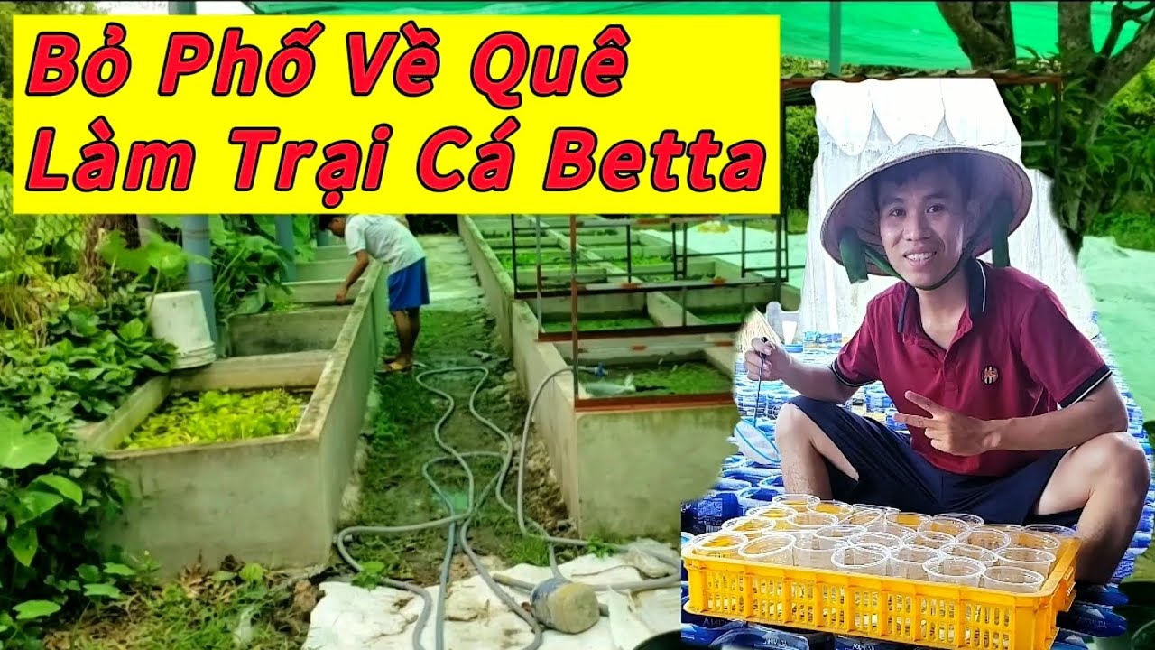BỎ PHỐ VỀ QUÊ LÀM TRẠI CÁ BETTA - BETTA KOI TRUNG LE | Trại Cá Betta 