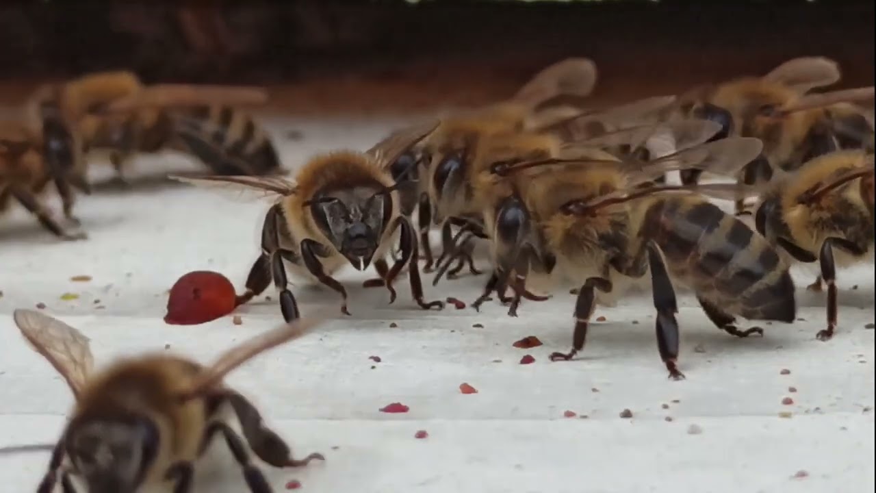 L'abeille noire en danger - 09 - Des écotypes locaux