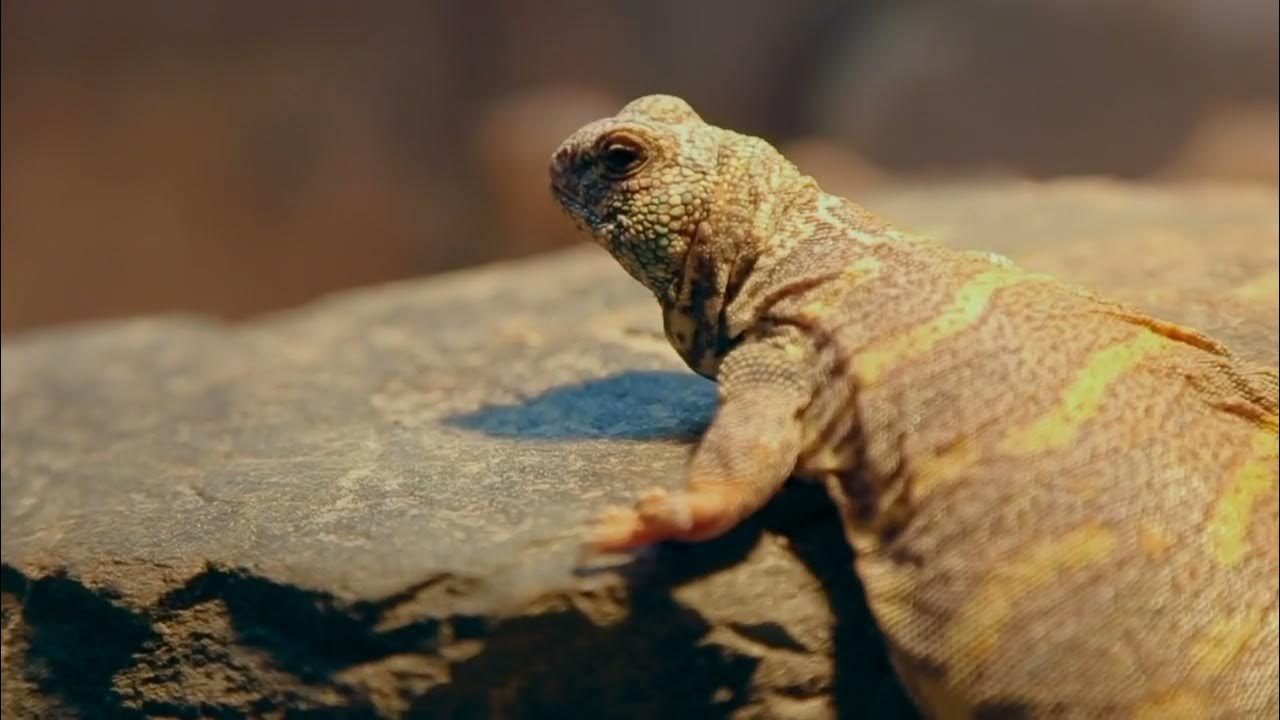 Lizards Masters of Adaptation and Survival YouTube