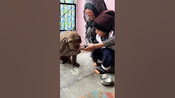 Hanuman chalisa#monkey