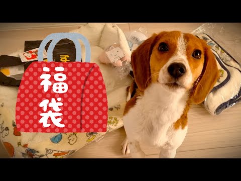 【福袋2023】スヌーピーの福袋を買った結果…総額〇〇円【ビーグル犬】