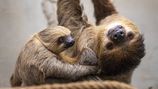 Tembel Hayvan Yavrusu Artık Annesinden Kolayca Uzaklaşabiliyor
