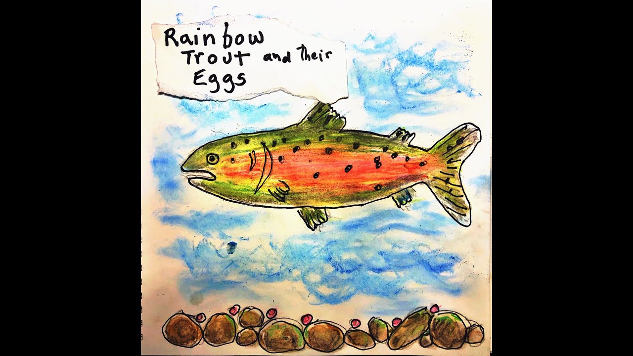 Drawing Rainbow Trout and it's Eggs 
