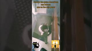 Gatico :/ kitten kattungar Kätzchen chatons γατάκια кошенята kattunger القطط котята 小猫 小貓 子猫 새끼 고양이