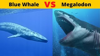 Megalodon Vs Blue Whale Megalodon Vs Blue Whale World Biggest Shark Vs World Biggest Whale Youtube