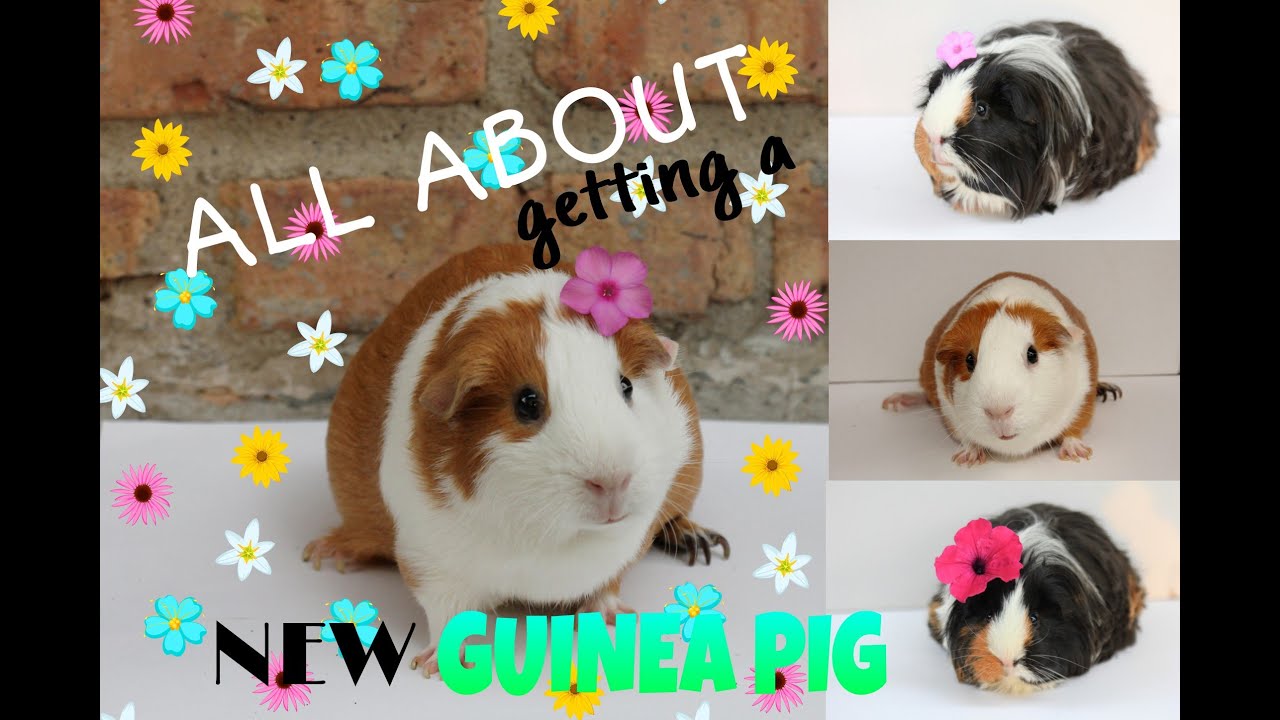 All About Getting a New Guinea Pig YouTube