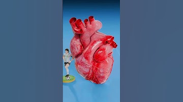 cách tim của một con chuột bơm máu #shorts