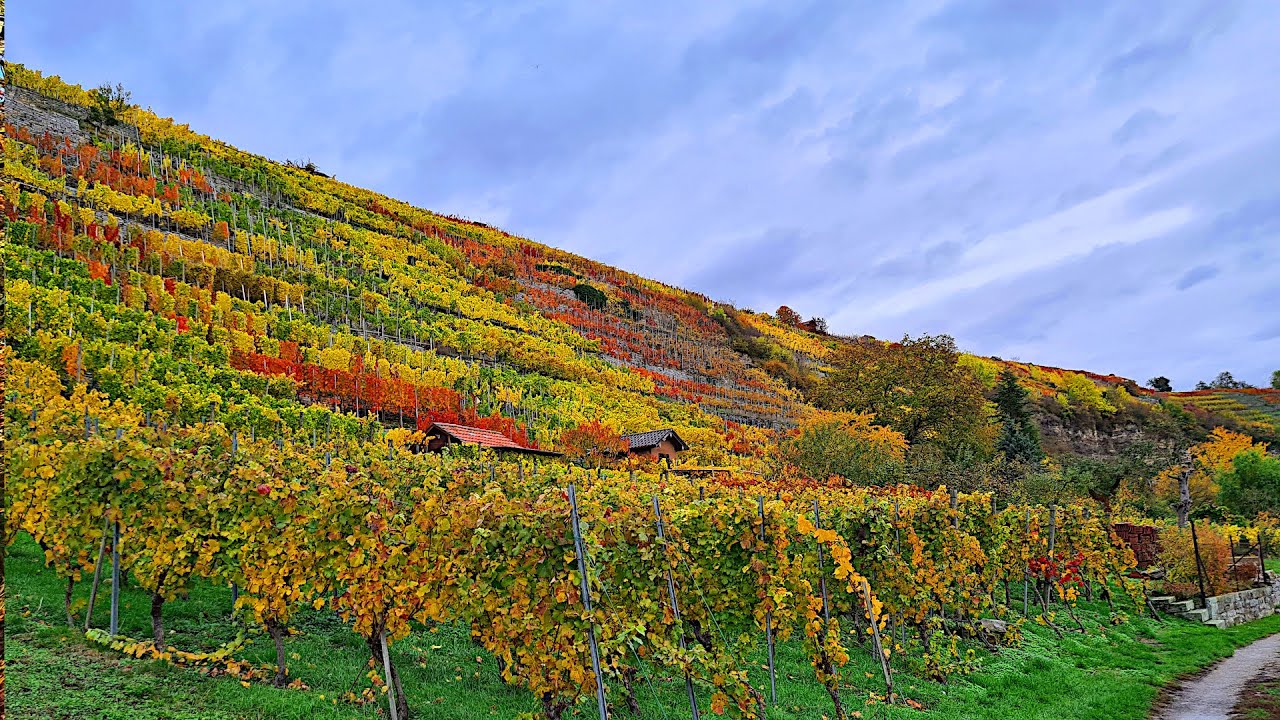🍇 Vineyards & River Trails | Walking Along the Enz Near Mühlhausen