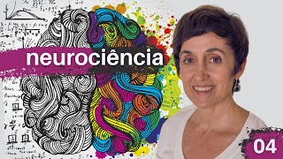 Aula 04 Curso Neurociência Entre Emoção E Razão Com Claudia Feitosa Santana