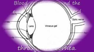Considering circle lenses? Will they make you blind? Go for it, but make smart choices!