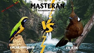 Materi Wajib Tembakan Suara Burung CILILIN vs CUCAK CUNGKOK Gacor Mewah