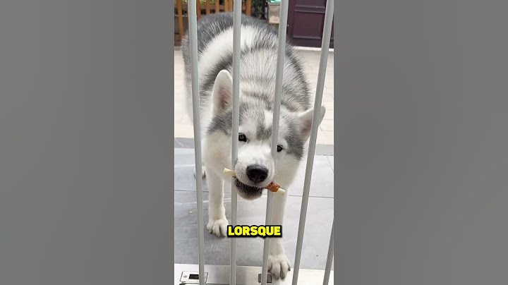 QUEL CHIEN EST LE PLUS INTELLIGENT ?!😮