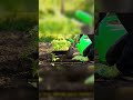 Arrêtez de faire ces 5 Erreurs au jardin #jardin #conseil #astuce #agriculture