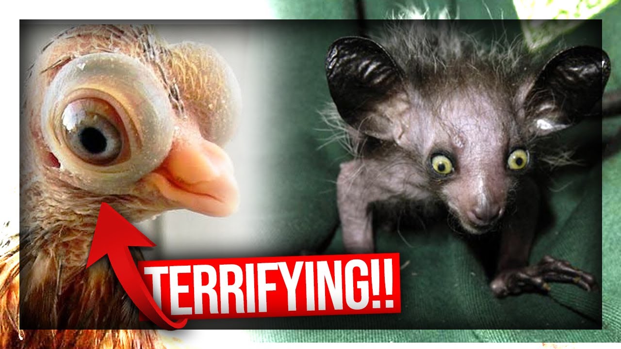 10 Scariest and Most Horrifying Pets YouTube