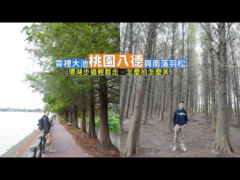 桃園八德交通便利的落羽松景點，霄裡大池與南興落羽松林兩個不同美景的拍照熱點
