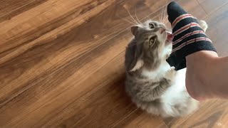 甘えてたはずがいつの間にか噛んでくる猫　ノルウェージャンフォレストキャット　A cat biting its owner's paw
