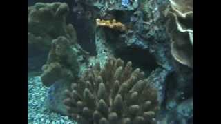 The Seas Aquarium - Epcot - Walt Disney World (Orlando, Florida)