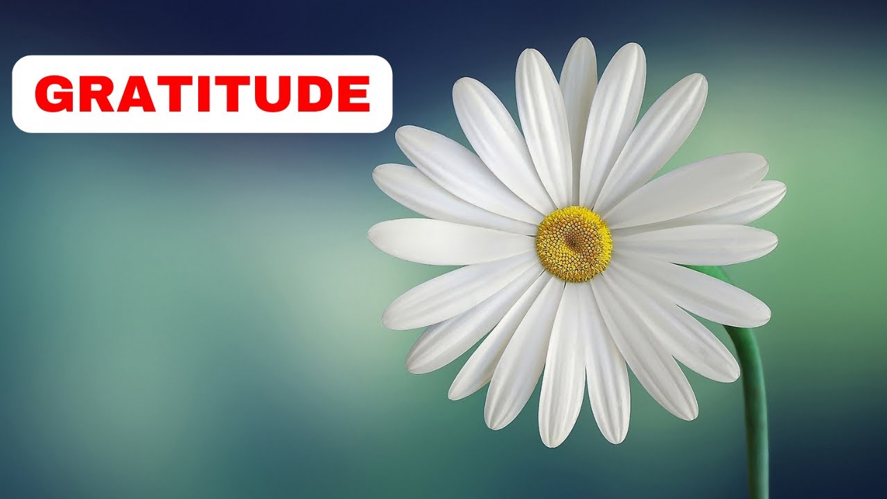 Gratitude to Bring Meaning to Every Day || Thank You || InfiniteQuotes