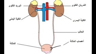 الجهاز البولى - الجزء الأول