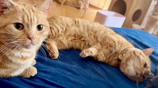 なかなか自由にさせてもらえないパパ猫。