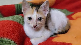Feline Frolics: Captivating Moments of Cats in Play - Pure Joy Unleashed!