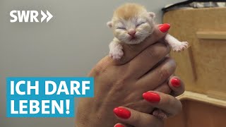 Tierheim Doku – Tierpfleger suchen neues Zuhause für Kitten und Welpen