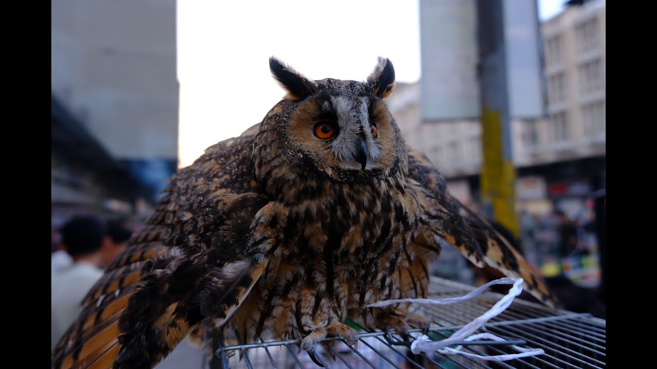 جولة جديده في سوق الغزل  حيوانات وطيور وغزلان وماعز ودجاج اشكال الوان