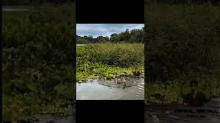 Download Lagu rcb csk funny vidie. MP3