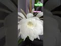 #shorts #viralvideo #reelsviral #Nightqueen #assam #flowers