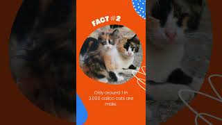 3 Fun Facts About Calico Cats #shorts