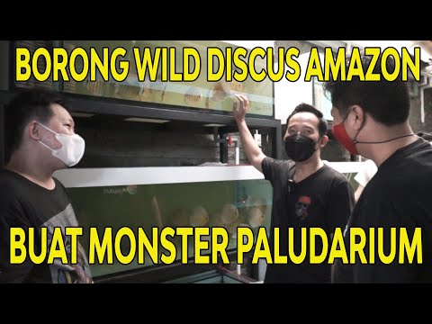 BORONG IKAN DISCUSS DARI SUNGAI AMAZON BUAT MONSTER PALUDARIUM !!