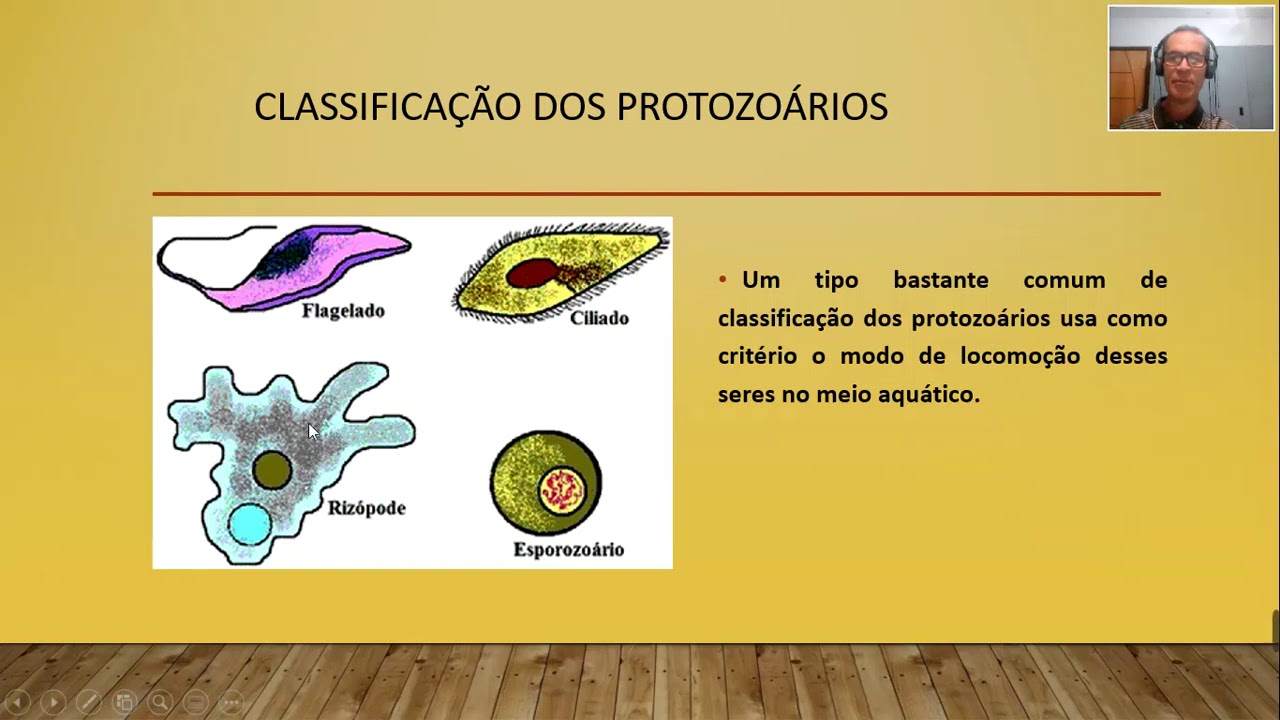 Quantas Células Tem Cada Protozoário Das Imagens