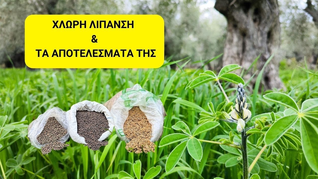 ΕΛΙΑ - ΧΛΩΡΗ ΛΙΠΑΝΣΗ & ΤΑ ΑΠΟΤΕΛΕΣΜΑΤΑ ΤΗΣ