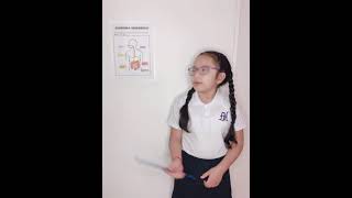 Mi primera exposición 🤩 El sistema digestivo
