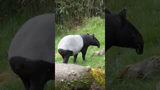 Malayan tapir walking