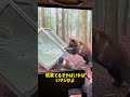 クマが迫った...次の瞬間ガラス箱が崩壊 😱🐻 The Bear Was So Close... Then the Glass Box Shattered   #animals
