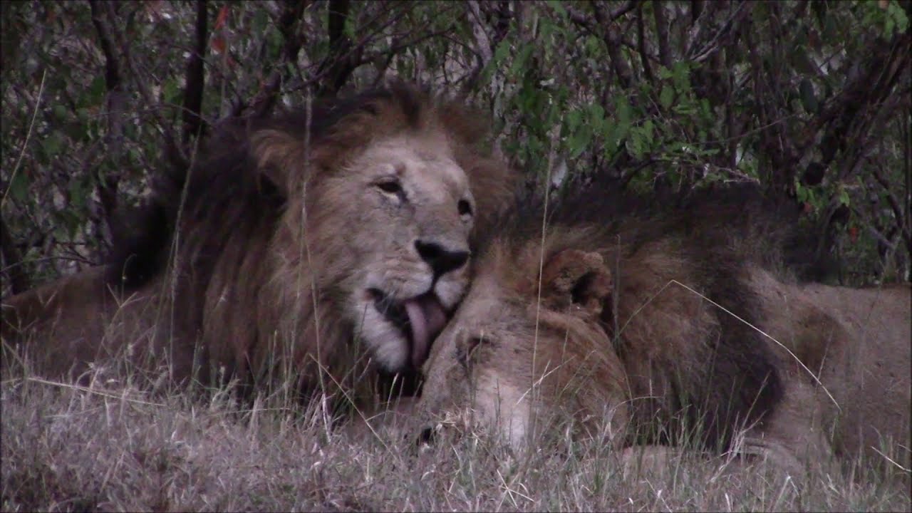 Lolparpit and Olbarnoti cuddling 🦁