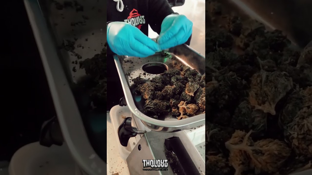How CBD Pre Rolls joints Prepared? CBD Flower Grinding Tool Live from ThoughtCloud CBD Portland
