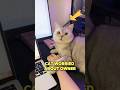 Cat worried about the owner
