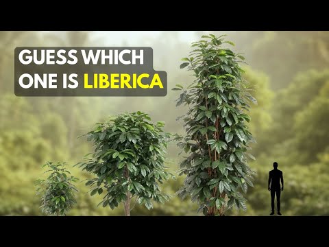 Liberica Coffee Caffeine Content