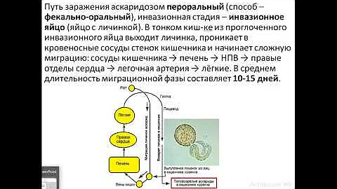 Аскарида человеческая (Ascaris lumbricoides)