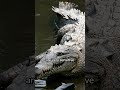 Crocodiles #shorts
