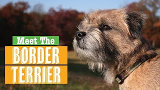 Border Terrier Dog Breed