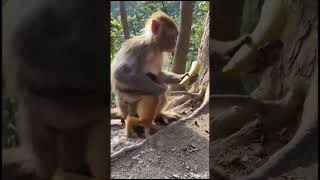 Hanumanshortvideo trendingviralshortvideo whatsappstatus animals?