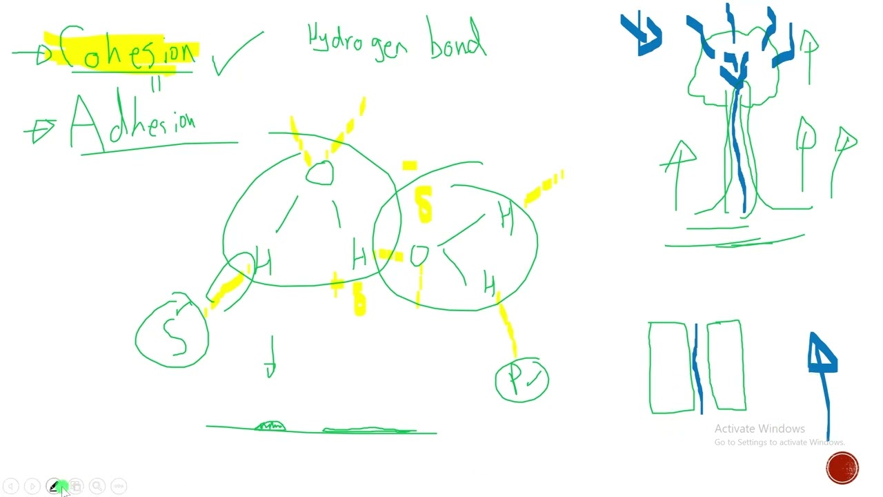 Biology - Chapter 3.2 - The Chemistry of Water