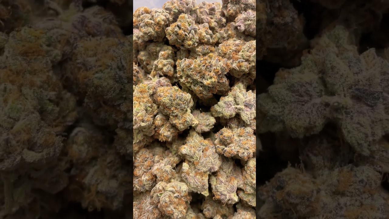 Baby Yoda, grown by The Heights Co, bred by Compound Genetics, Khalifa Kush x The Menthol