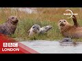 Why seals are coming back to the Thames - BBC London