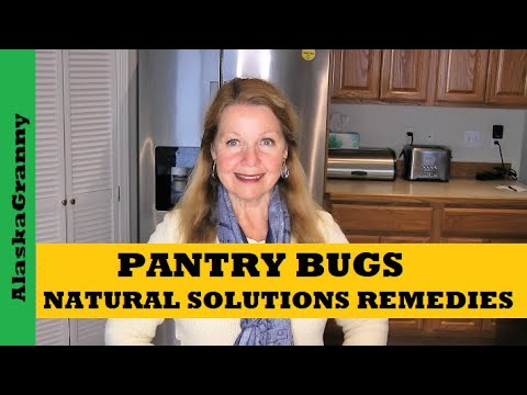 Pantry Bugs How To Get Rid Of Pantry Bugs Natural Solutions Keep Weevils Out Of Food